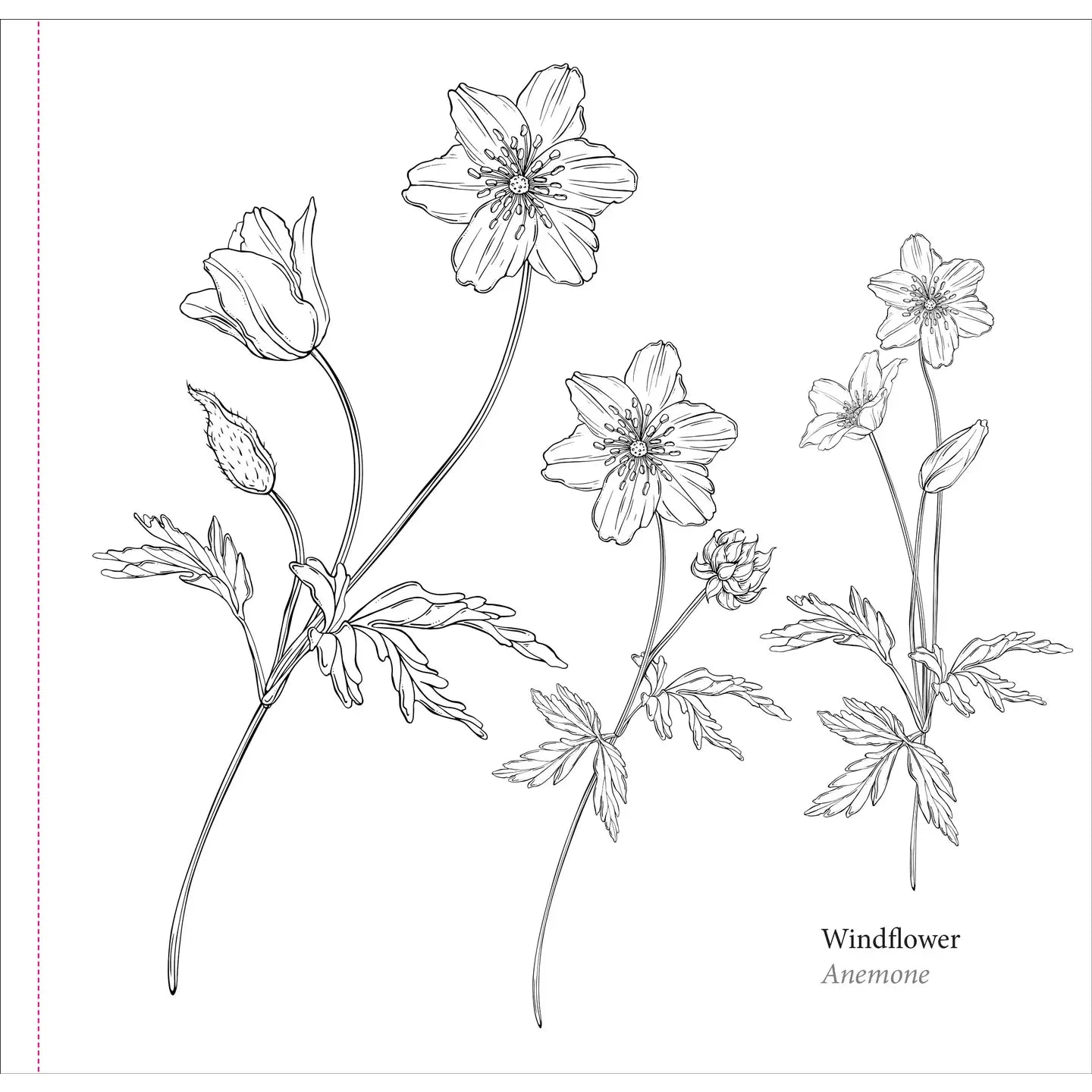 Spring Blooms Coloring Book