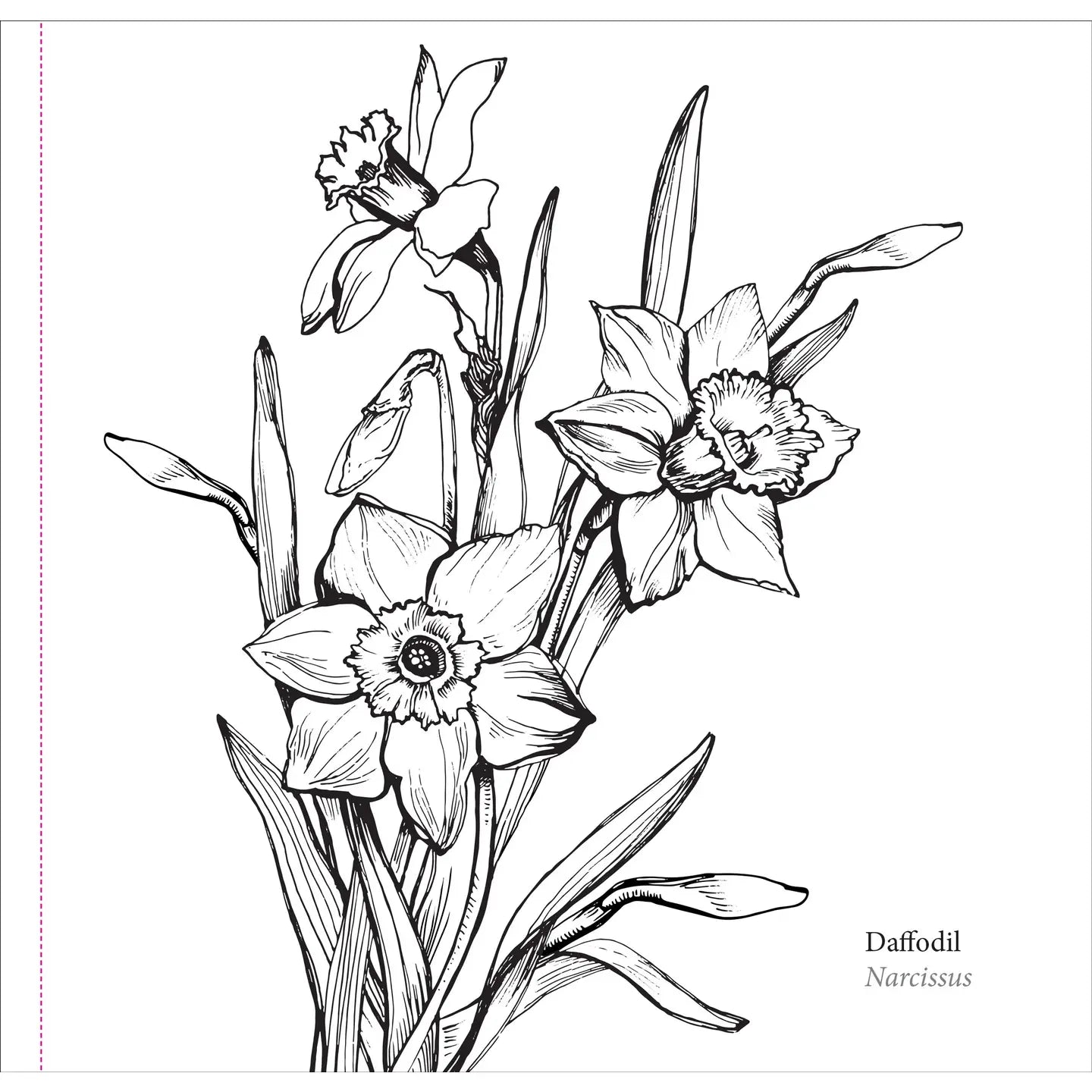 Spring Blooms Coloring Book